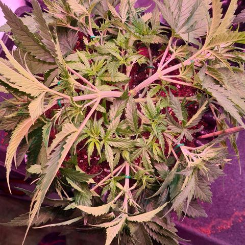 Watermelon x Zkitlles La Semilla growlog photo: Nach LST