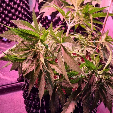 Watermelon x Zkitlles La Semilla growlog photo: Nach LST