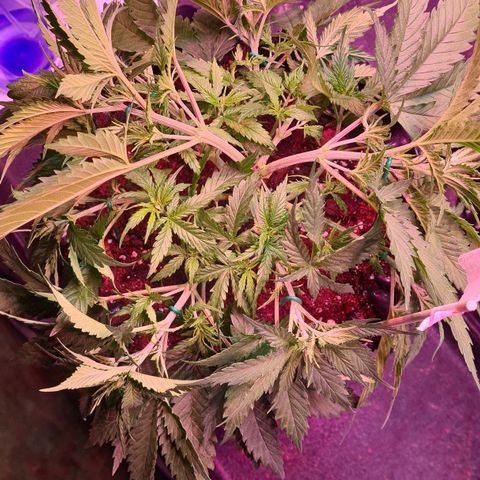Watermelon x Zkitlles La Semilla growlog photo: Nach LST