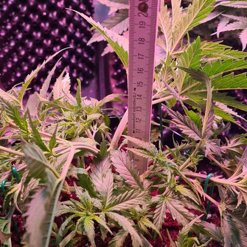 Watermelon x Zkitlles La Semilla growlog photo: Nach LST