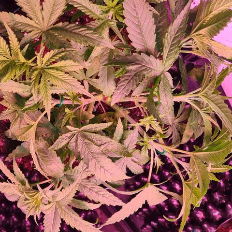 Cookie Gelato  growlog photo: Nach LST