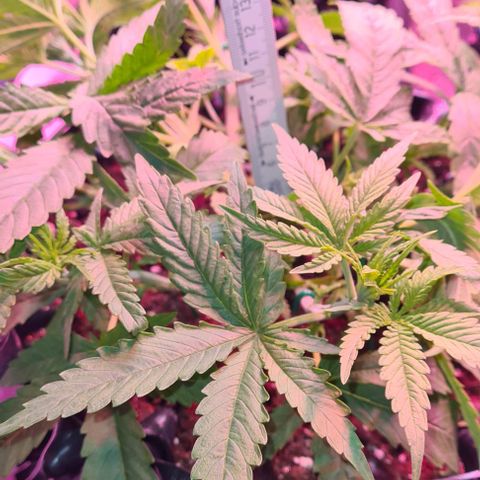 Cookie Gelato  growlog photo: Nach LST