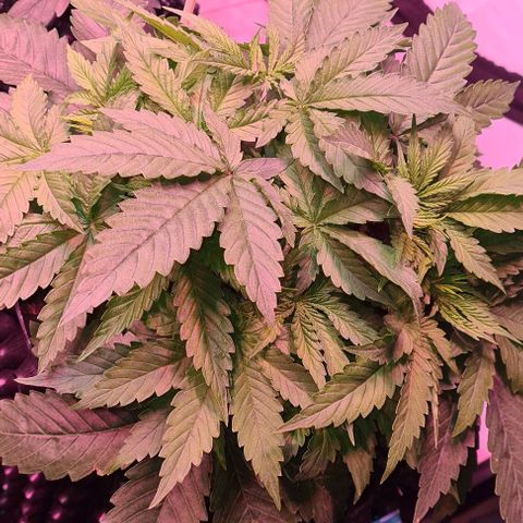 Skunk #1 growlog photo: Vor LST 
