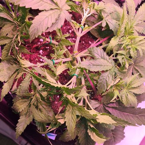 Skunk #1 growlog photo: Nach LST