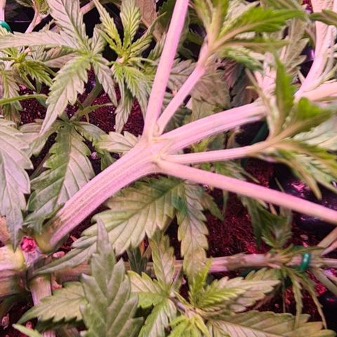 Watermelon x Zkitlles La Semilla growlog photo: Weiblich <3
