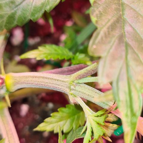 Skunk #1 growlog photo: Weiblich 