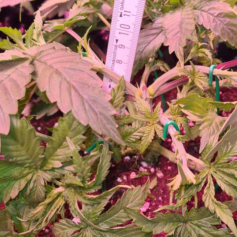 Skunk #1 growlog timeline photo