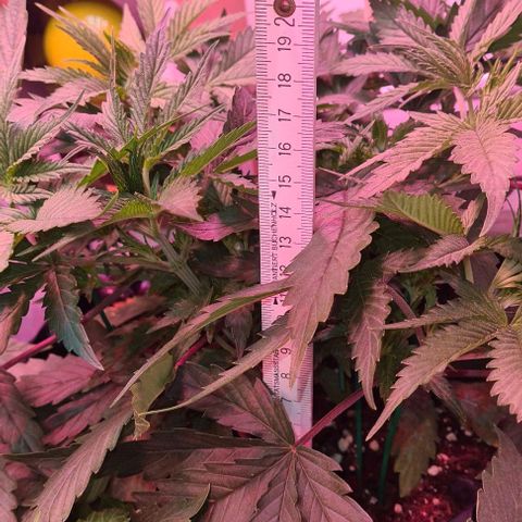 Odd growlog timeline photo
