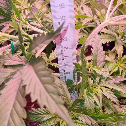 Watermelon x Zkitlles La Semilla growlog timeline photo