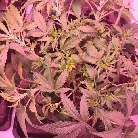 Odd growlog photo: Letzte Mal LST vor Blüte 