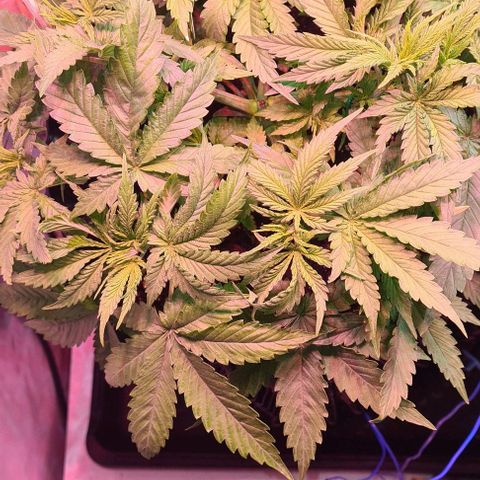Skunk #1 growlog timeline photo