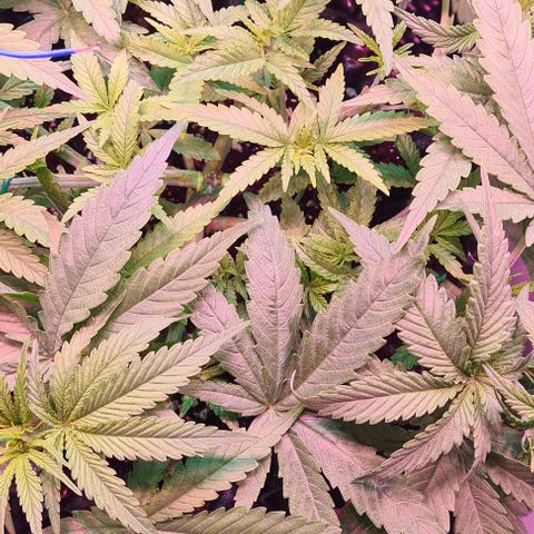Cookie Gelato  growlog timeline photo