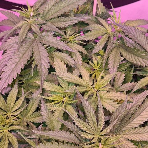 Watermelon x Zkitlles La Semilla growlog timeline photo