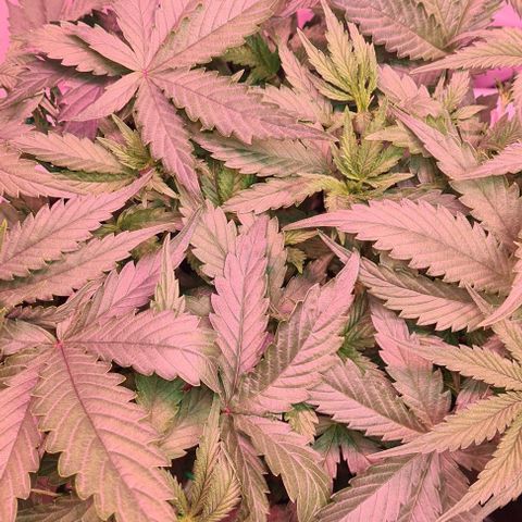 Odd growlog timeline photo