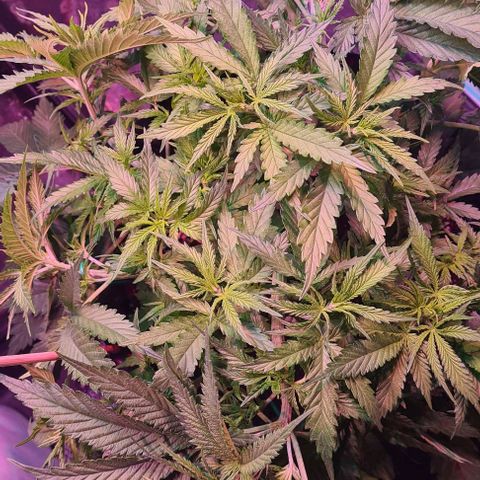 Watermelon x Zkitlles La Semilla growlog timeline photo