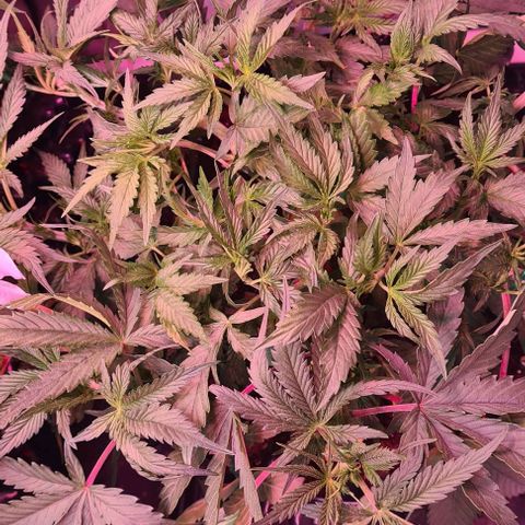Odd growlog timeline photo