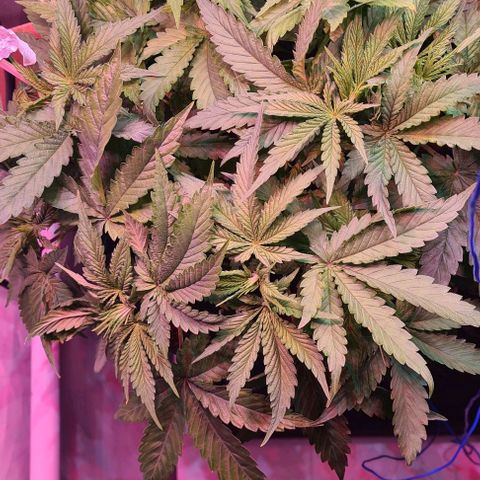 Skunk #1 growlog timeline photo