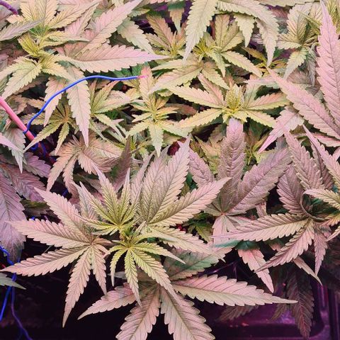 Cookie Gelato  growlog timeline photo