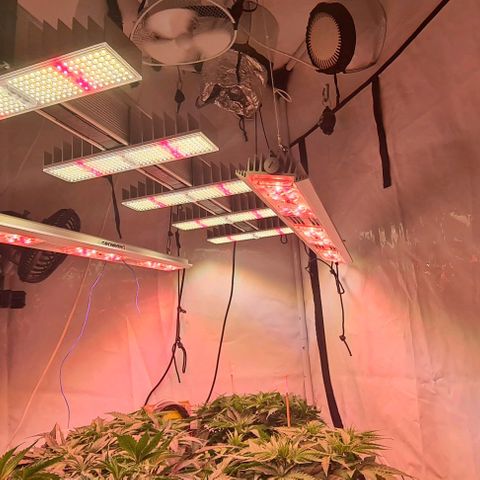 Skunk #1 growlog timeline photo