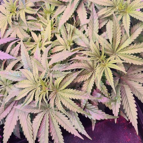Cookie Gelato  growlog timeline photo