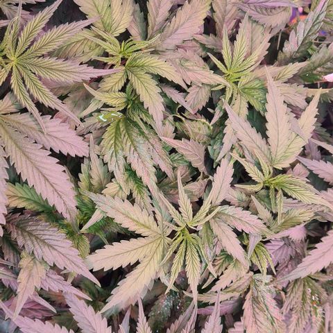 Odd growlog timeline photo