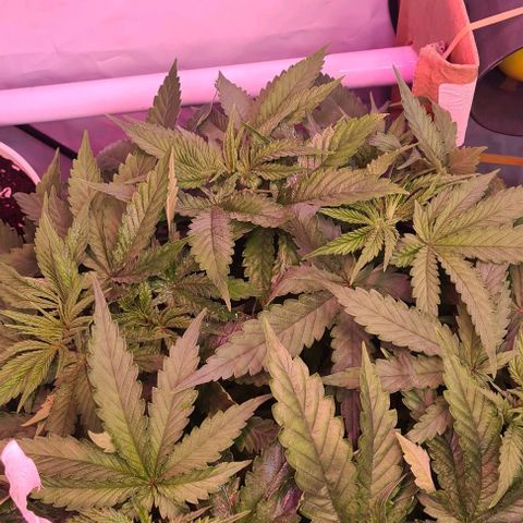 Skunk #1 growlog timeline photo