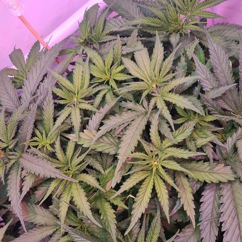 Watermelon x Zkitlles La Semilla growlog timeline photo