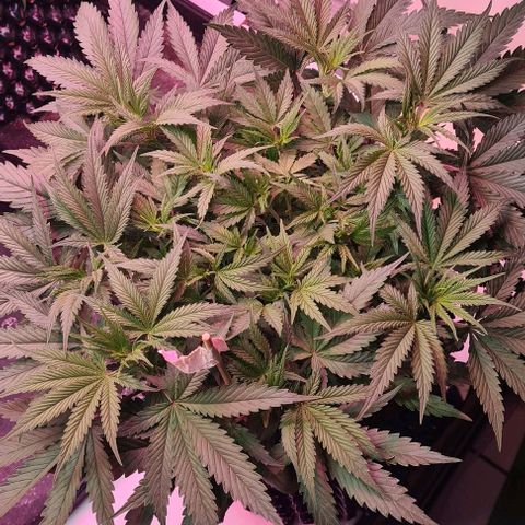 Odd growlog timeline photo