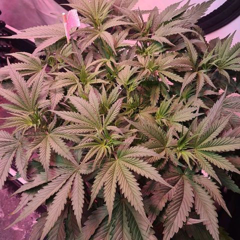 Odd growlog timeline photo