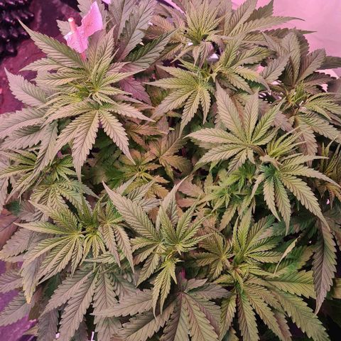 Skunk #1 growlog timeline photo