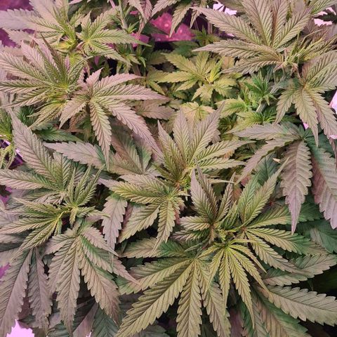 Skunk #1 growlog timeline photo