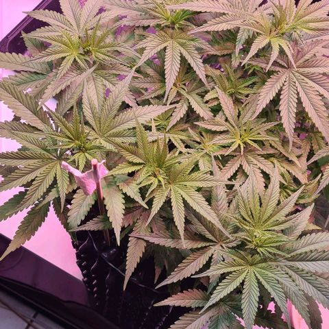 Cookie Gelato  growlog timeline photo