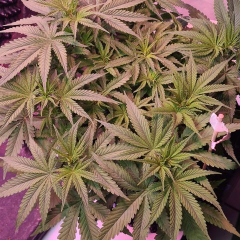 Cookie Gelato  growlog timeline photo