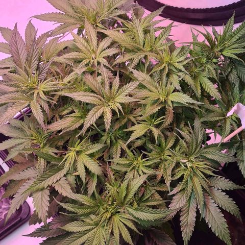 Watermelon x Zkitlles La Semilla growlog timeline photo