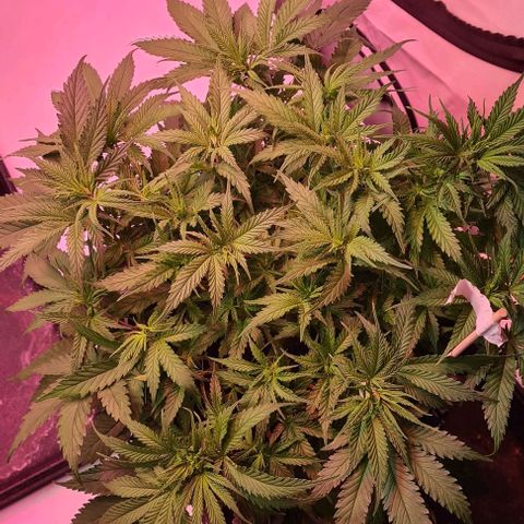 Watermelon x Zkitlles La Semilla growlog timeline photo