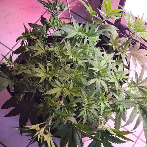 Cookie Gelato  growlog timeline photo