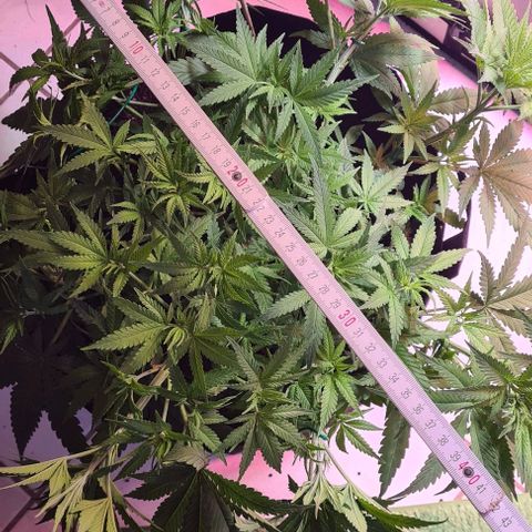 Cookie Gelato  growlog timeline photo