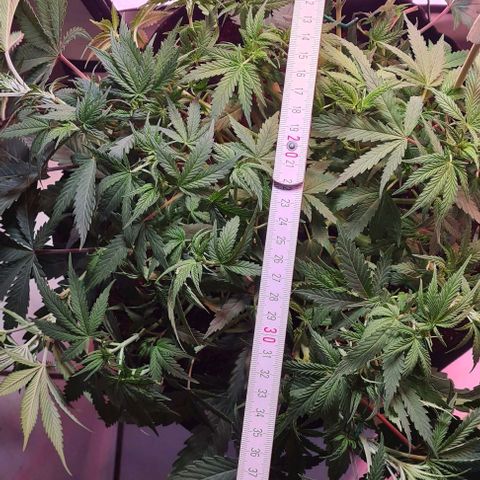 Odd growlog timeline photo