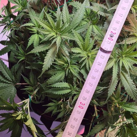 Watermelon x Zkitlles La Semilla growlog timeline photo