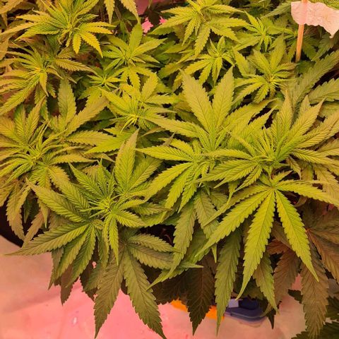 Skunk #1 growlog timeline photo