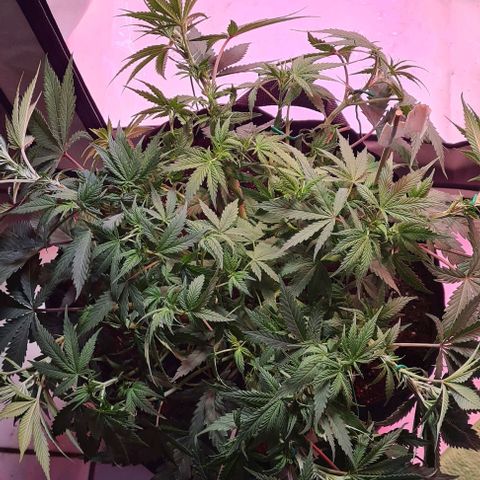 Odd growlog timeline photo