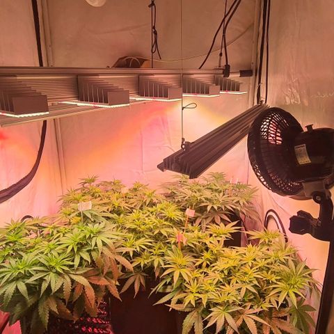 Skunk #1 growlog timeline photo