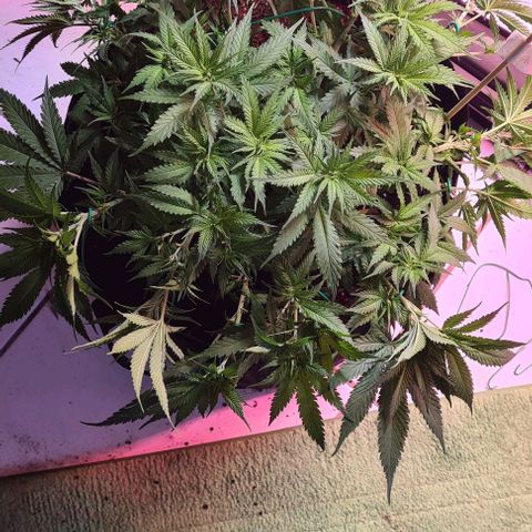 Watermelon x Zkitlles La Semilla growlog timeline photo