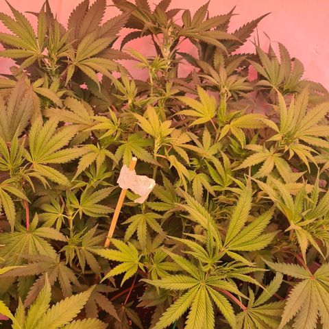 Odd growlog timeline photo