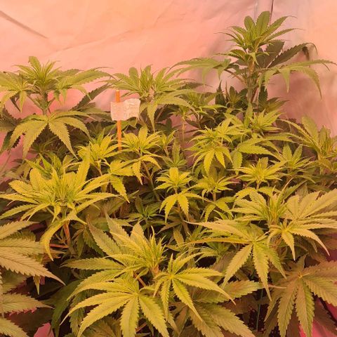 Cookie Gelato  growlog timeline photo