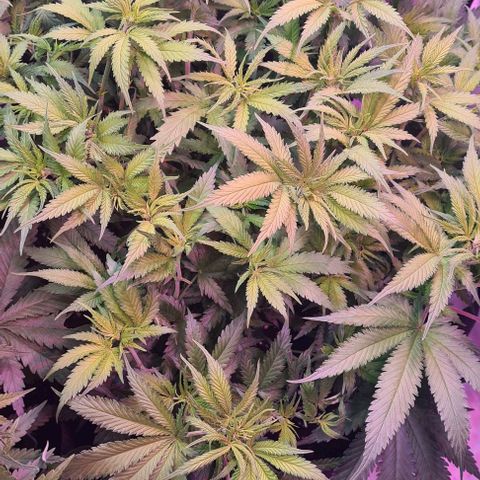 Watermelon x Zkitlles La Semilla growlog timeline photo