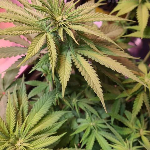 Skunk #1 growlog timeline photo