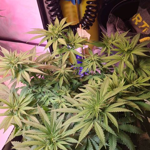 Skunk #1 growlog timeline photo
