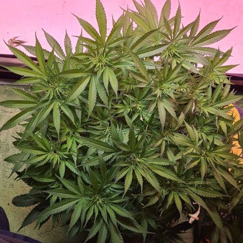 Watermelon x Zkitlles La Semilla growlog timeline photo