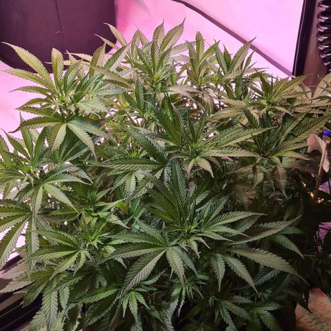 Watermelon x Zkitlles La Semilla growlog timeline photo